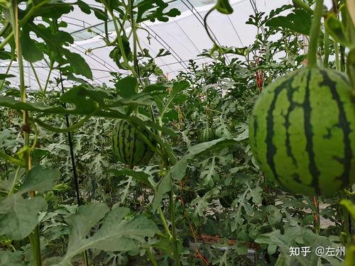 西安吊瓜价格今日行情,波动中寻稳