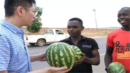 黑料正能量吃瓜曝光网,揭秘网络吃瓜背后的真相与启示