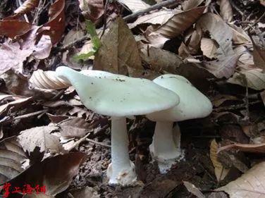 吃瓜大爆料菌是什么菌,网络舆论场中的神秘力量