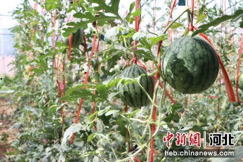 小吊瓜今日头条,揭秘瓜界新宠，带你领略独特风味