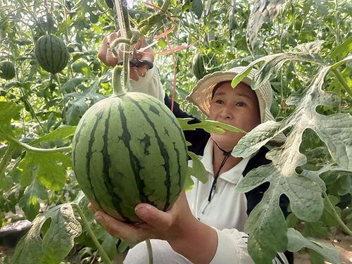 上热门绿色小吊瓜采摘园,尽享小吊瓜采摘乐趣——热门采摘园体验记”