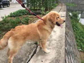 金毛能吃黑瓜吗怎么吃,黑瓜的食用方法与注意事项