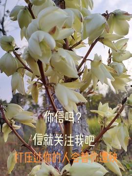 红玉蜜瓜今日头条,甜蜜滋味，尽享夏日清凉