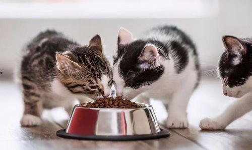 猫咪可以吃黑瓜吗,揭秘黑瓜是否适合猫咪食用